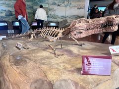 -自贡恐龙博物馆