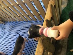 -萌宠亲子动物乐园(槐房万达店)