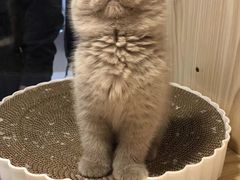 -屋虎猫馆(宝安大仟里店)