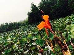 -艾溪湖湿地公园