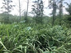 -同里国家湿地公园