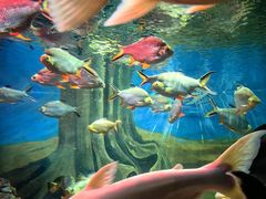 -上海海洋水族馆