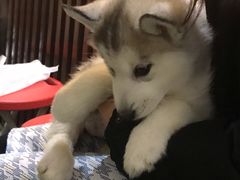 -Husky Go! 哈士奇体验馆·宠物咖啡厅狗咖