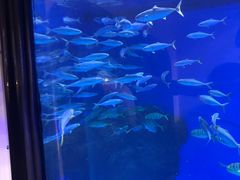 -成都浩海立方海洋公园