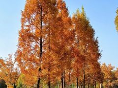 -白鹭湾湿地公园