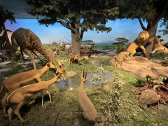 -国家自然博物馆