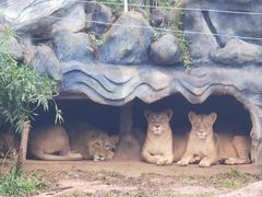 -海南热带野生动植物园