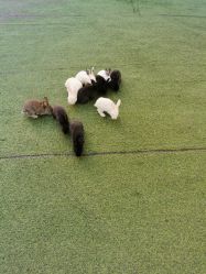 -萌宠亲子动物乐园(槐房万达店)