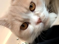 -飞行喵MR PILOT|猫舍·猫咖(静安大融城店)