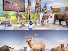 -陕西自然博物馆