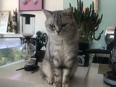 -平行世界·猫咖(首经贸店)