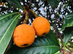 -塘栖枇杷特色园区