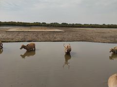 -宁波杭州湾国家湿地公园