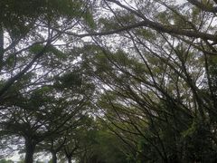 -大湾区中央湿地公园