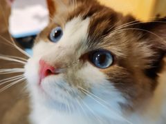 -喵屿·大理花园猫咖