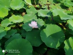 -荷塘月色湿地公园·向阳花洲