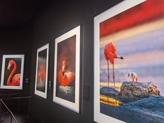 -罗红摄影艺术馆