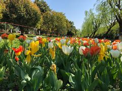 -上海鲜花港