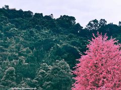 -东莞观音山旅游风景区