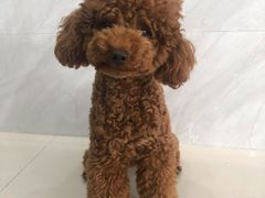 -乐琪宠物医院·犬猫专科·骨外科·急重症