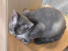 -MOCHA明星猫咖(田子坊店)