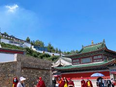 -塔尔寺菩提树