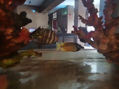 -水之惠鲜鱼料理(王府大街店)