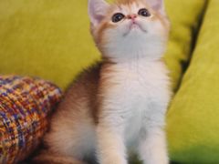 -Bastet sally猫舍购宠(静安店)