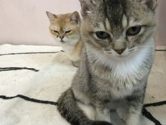 -猫咪派对(江南西店)