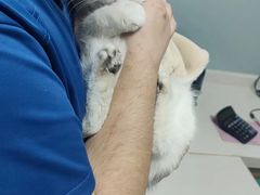 -中农大我爱我爱24h动物医院·中医针灸·猫专科·骨科医疗中心(双井店)