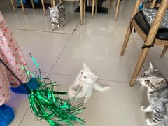 -平行世界·猫咖(首经贸店)
