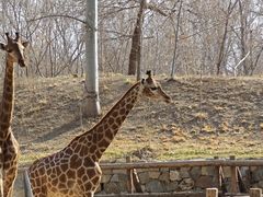-北京野生动物园