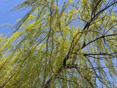 -九里河湿地公园