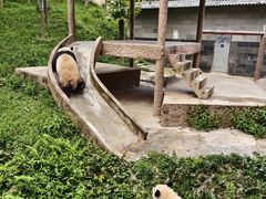 -中国大熊猫保护研究中心雅安碧峰峡基地