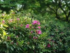 -荆川公园
