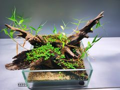 -ADA自然水景世界