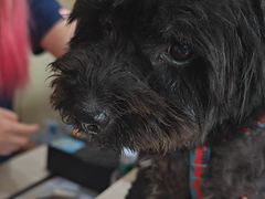 -艾贝尔宠物医院 ·内科全科(梁溪路店)