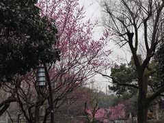 -岳王庙