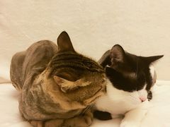 -PETKIT 小佩宠物·低压洗护·美容·寄养(安远店)