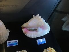 -贝壳梦幻世界