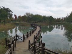 -泗洪洪泽湖湿地景区