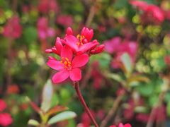 -桃花涧