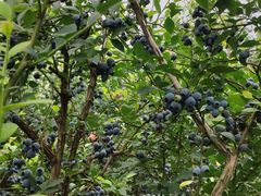 -金谷域澳洲庄园