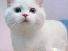 -欣宠猫屋·矮脚拿破仑·蓝金金渐层