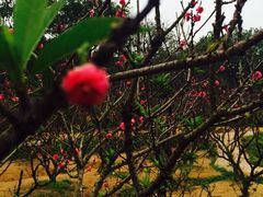 -南国桃园旅游度假区