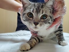 -喜多萌中农锦绣动物医院24H·猫科·牙科MRI·CT