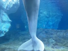 -珠海长隆海洋王国