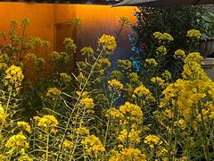 -黄山老妈·土菜(碧桂园店)