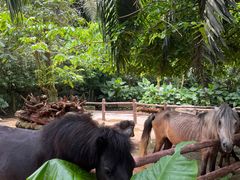 -海南热带野生动植物园