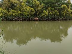 -大湾区中央湿地公园